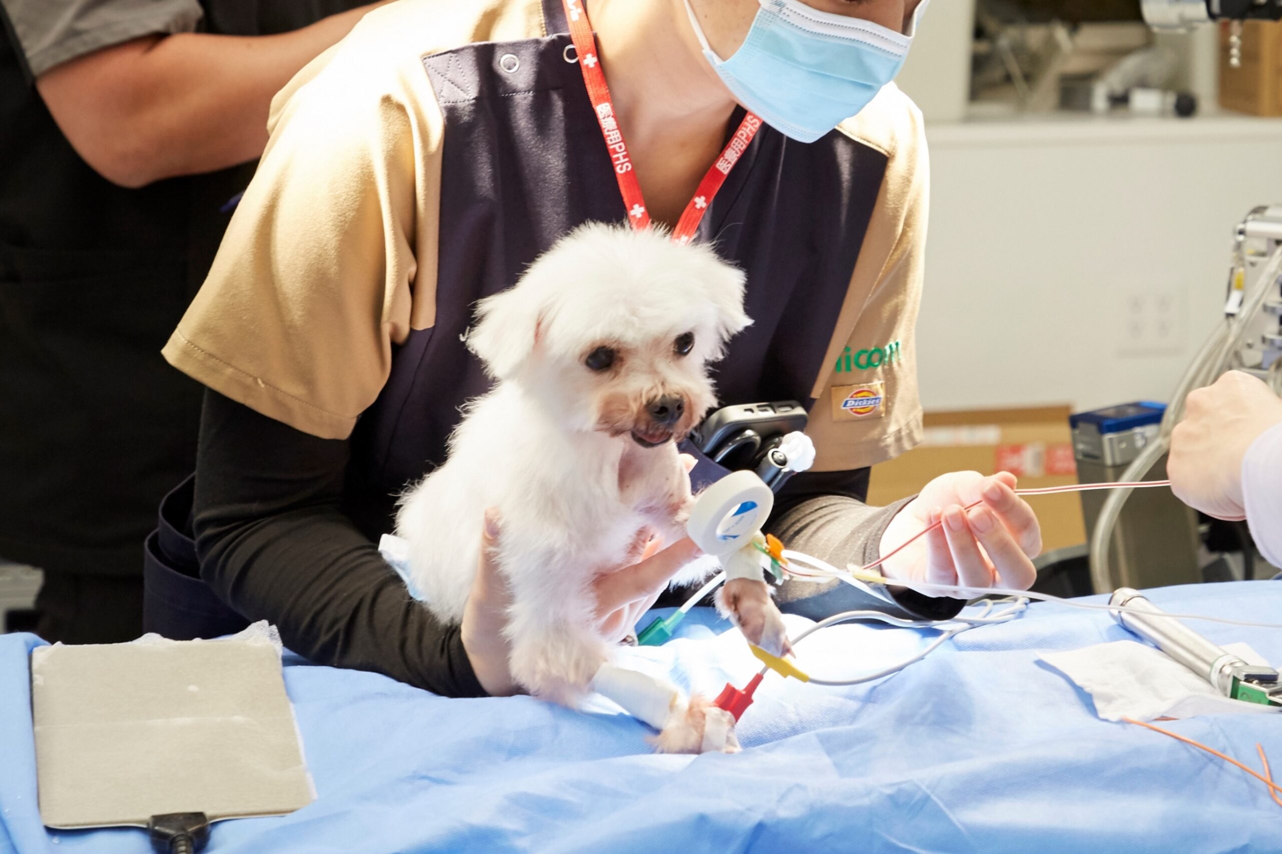 犬の僧帽弁閉鎖不全症に対する弁輪縫縮・腱索再建（マルチーズ）の１例の画像