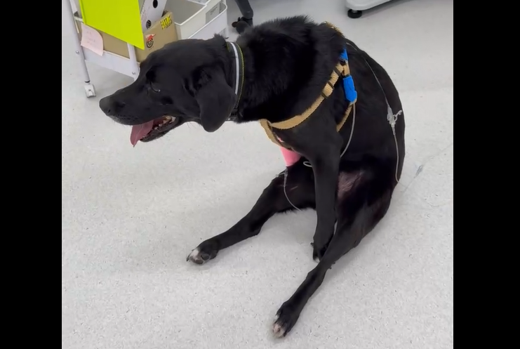 犬の腰部椎間板ヘルニアに対し片側椎弓切除術を実施した１例の画像