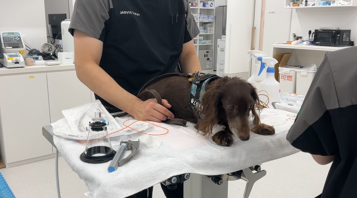 犬の髄膜腫に対して開頭摘出術を実施した１例の画像