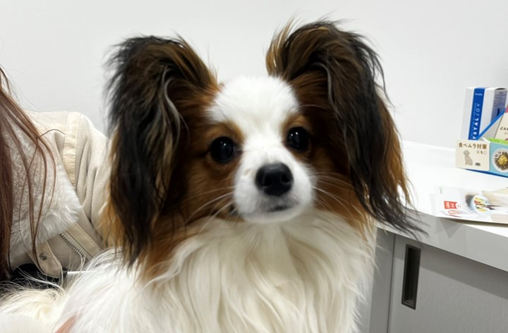 犬の横隔膜ヘルニアに対し整復術および脾臓摘出を実施した１例の画像