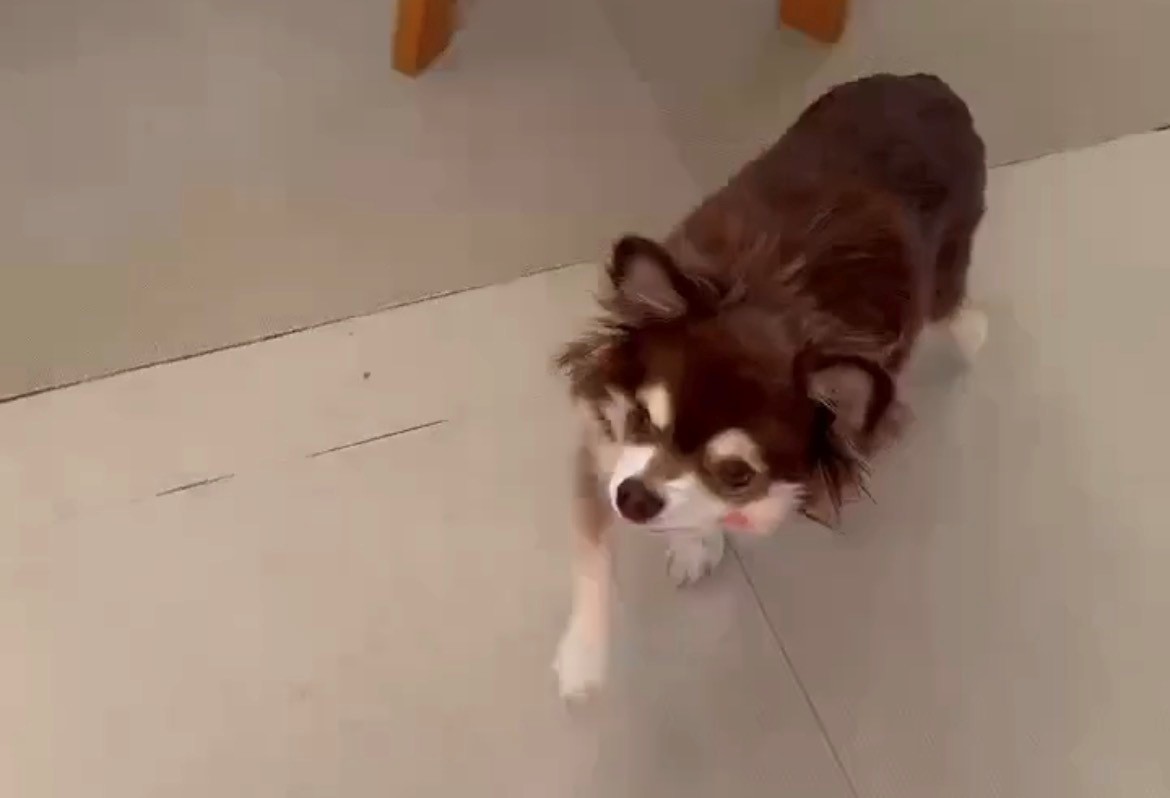 犬の環軸亜脱臼に対し腹側アプローチで環軸固定術を実施した１例の画像