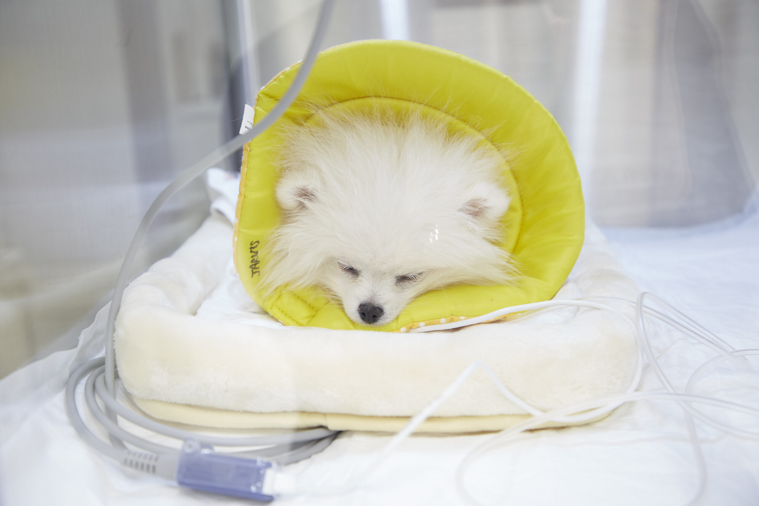 犬の動脈管開存症に対し開胸下動脈管結紮術を実施した１例の画像