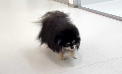 犬の環軸亜脱臼に対して環椎軸椎固定術を実施した１例の画像