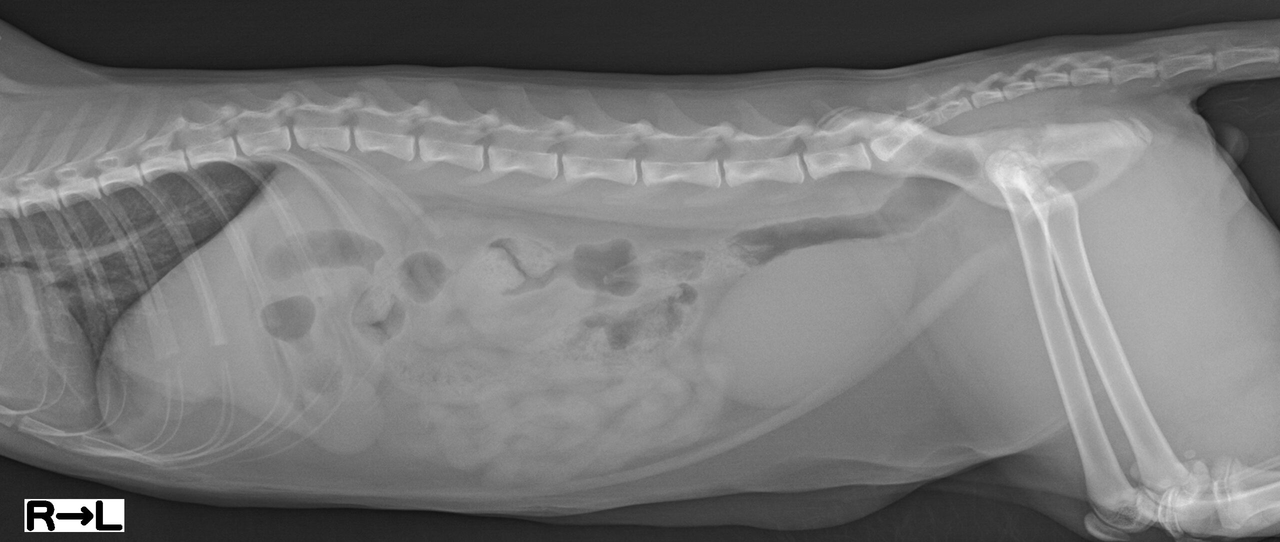 猫の消化管内異物に対し腸切開による異物摘出術を実施した１例の画像