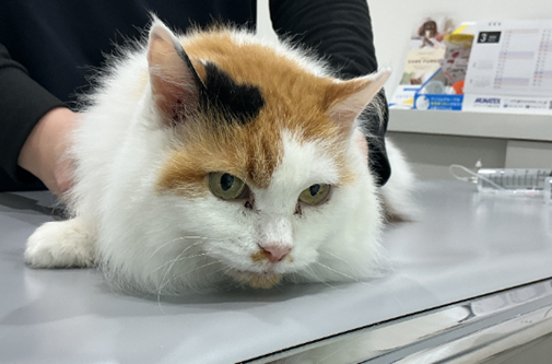 猫の膀胱原発高悪性度リンパ腫を細胞診・クローナリティー検査にて診断し、化学療法を検討した１例の画像