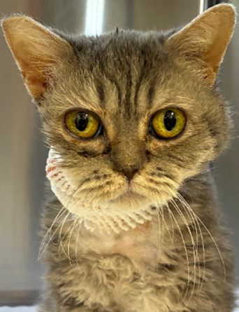 猫の右唾液腺癌に対し唾液腺切除および内側咽頭後リンパ節切除を実施した１例の画像