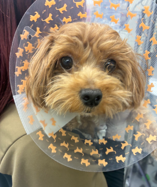 犬の消化管内異物（毛球）に対し胃切開術を実施した１例の画像