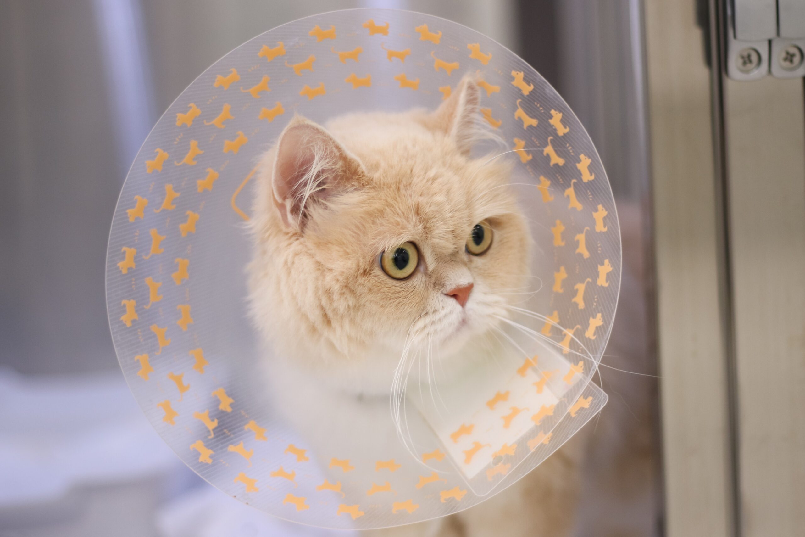 猫の消化管内異物に対し腸切開による異物摘出術を実施した１例の画像