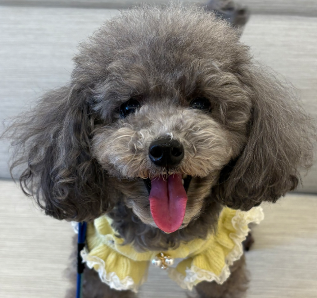犬の慢性胆嚢炎に対しロボット支援下胆嚢摘出術を実施した１例の画像